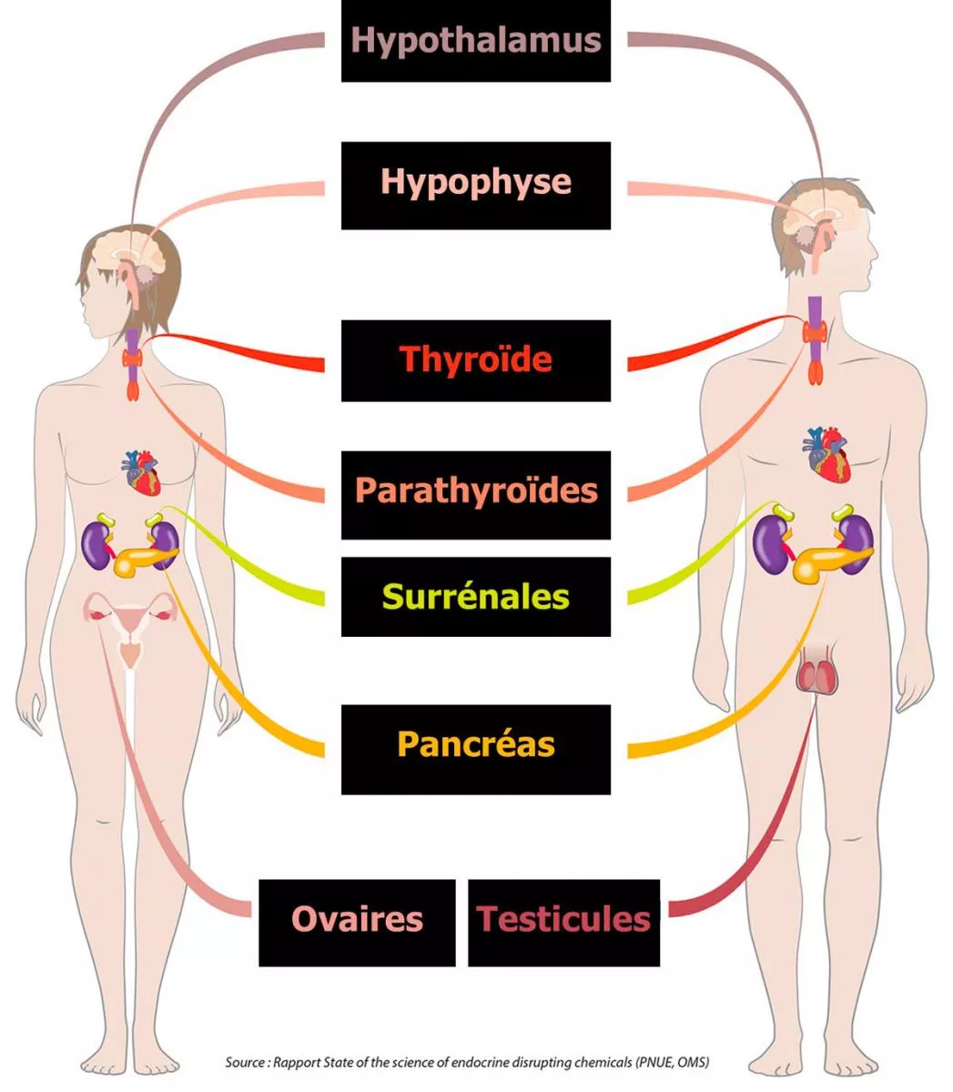 perturbateurs-endocriniens.jpg